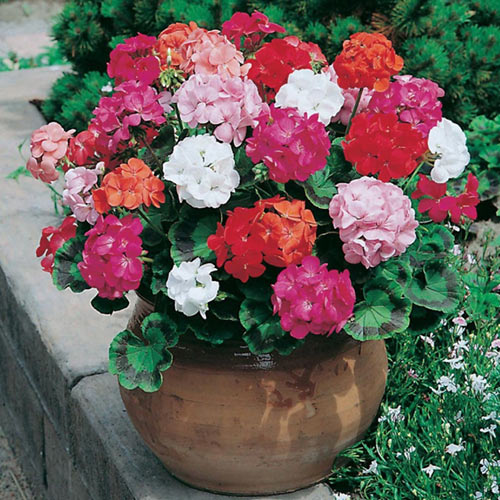 1 szt, Pelargonia, mieszanka F1 - Nasiona: Ilość w opakowaniu: 10 szt