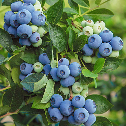1 sadz, Borówka amerykańska Denis Blue - Sadzonki: Ilość w opakowaniu: 1 sadz