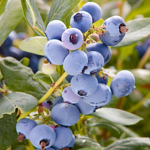 1 sadz, Borówka amerykańska Meader - Sadzonki: Ilość w opakowaniu: 1 sadz