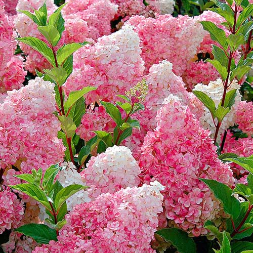 1 saz, Hortenzie latnatá Vanille Fraise - : Monžstvo balíkov: 1 saz