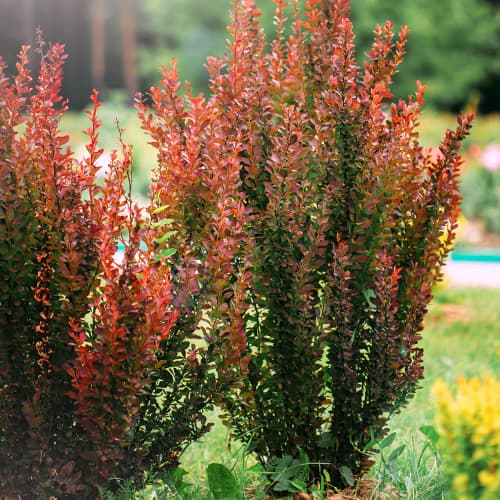 1 db, Borbolya japán Helmond Pillar - Palánták: Mod de ambalare: 1 db