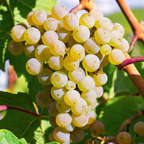 1 Pflanze(n), Weintraube Bianca, Р9 - Setzlinge: Ilość w opakowaniu: 1 Pflanze(n)