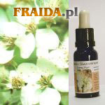 Śliwa wiśniowa - Równowaga Wewnętrzna