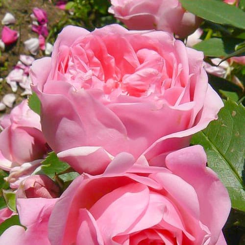 1 sadz, Róża wielkokwiatowa Joy - Sadzonki: Ilość w opakowaniu: 1 sadz