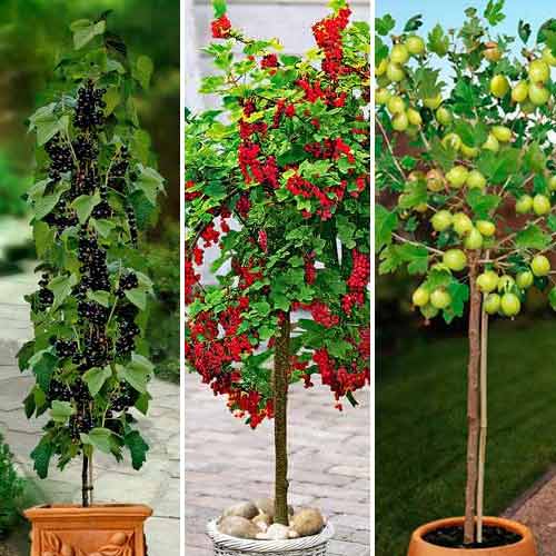 1 szt, Super oferta! Zestaw ''Krzewy owocowe na pniu'', 3 odmiany - Sadzonki: Ilość w opakowaniu: 3 sadz