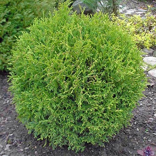 1 sadz, Żywotnik zachodni (Thuja) Little Gem - Sadzonki: Ilość w opakowaniu: 1 sadz