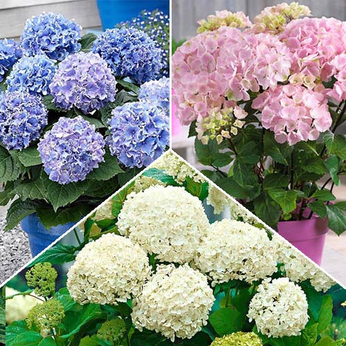 1 szt, Super Oferta! Zestaw hortensji wielkokwiatowej 3 odmiany - Sadzonki: Ilość w opakowaniu: 3 sadz