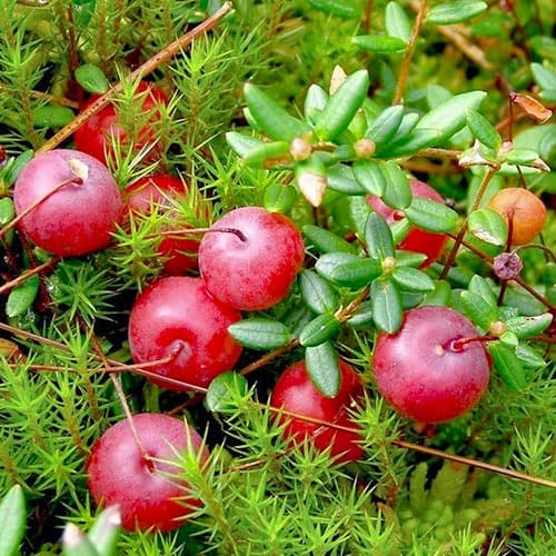 1 saz, Klikva velkoplodá Mcfarlin - : Monžstvo balíkov: 1 saz