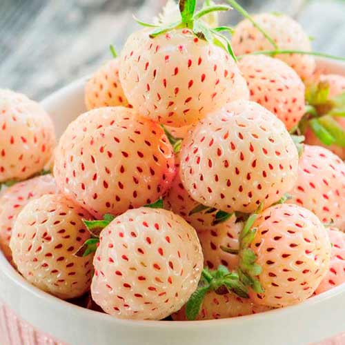 5 saz, Jahoda Ananas - : Monžstvo balíkov: 5 saz