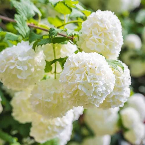 1 Pflanze(n), Schneeball Roseum, P9 - Setzlinge: Ilość w opakowaniu: 1 Pflanze(n)