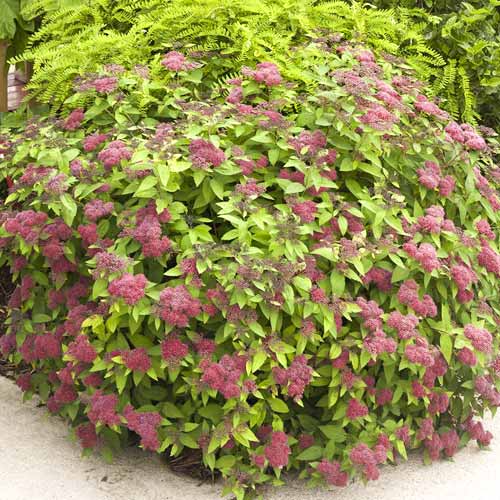 1 Pflanze(n), Weiße Rispenspiere Dart's Red - Setzlinge: Ilość w opakowaniu: 1 Pflanze(n)