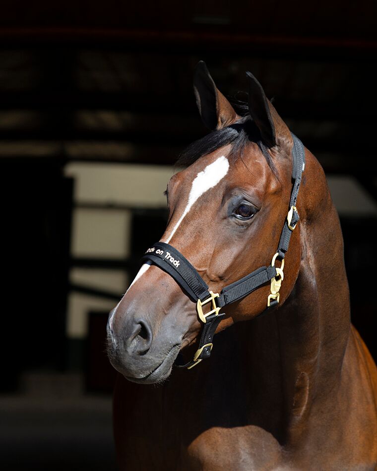 Back on Track Back on Track kantar Werano 24h