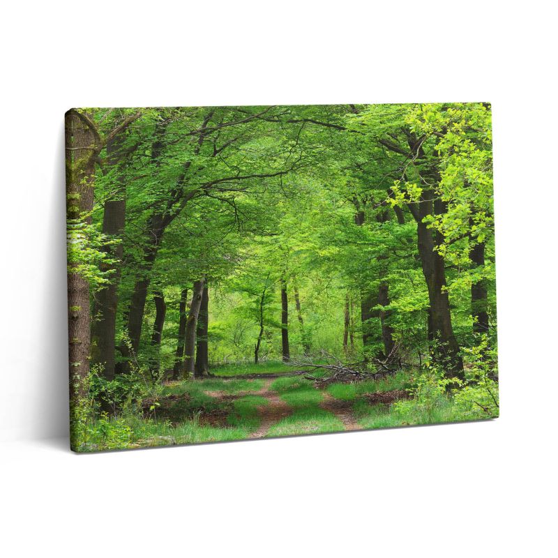 Obraz na płótnie Wallfluent 80x60 cm Leśna droga pod drzewami 1 szt.