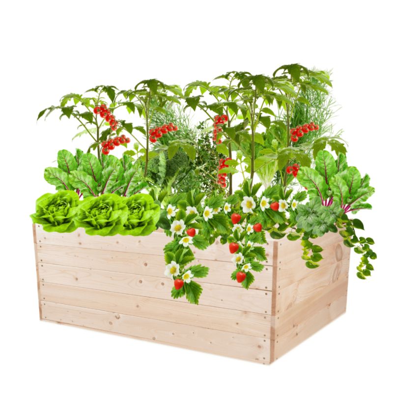 Inspekt warzywny MODO24 grządka naturalne drewno 45x120x100 cm 1 szt.