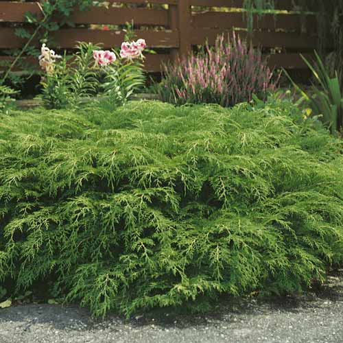 1 sadz, Mikrobiota syberyjska, C2 - Sadzonki: Ilość w opakowaniu: 1 sadz