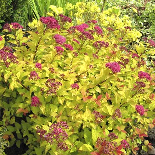 1 sadz, Tawuła japońska Golden Princess, C3 - Sadzonki: Ilość w opakowaniu: 1 sadz