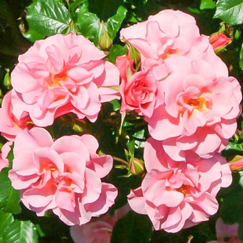 1 sadz, Róża bukietowa Sweet Lullaby - Sadzonki: Ilość w opakowaniu: 1 sadz