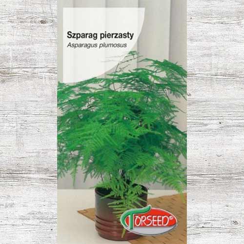 1 szt, Asparagus pierzasty (Szparag pierzasty) - Nasiona: Ilość w opakowaniu: 10 szt