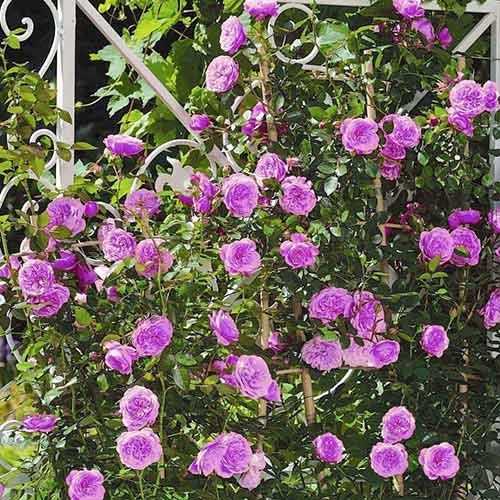 Róża pnąca Niebiesko - Fioletowa - Sadzonki. Ilość w opakowaniu: 1 sadz - GradinaMax