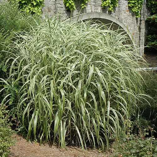 1 sadz, Miskant chiński Cabaret - Sadzonki: Ilość w opakowaniu: 1 sadz