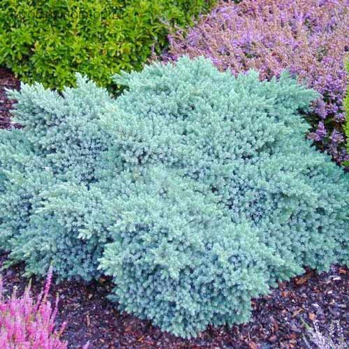 1 sadz, Jałowiec łuskowaty Little Joanna - Sadzonki: Ilość w opakowaniu: 1 sadz