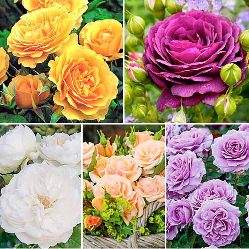 5 sadz, Super Oferta! Zestaw róż bukietowych 5 sadzonek - Sadzonki: Ilość w opakowaniu: 5 sadz