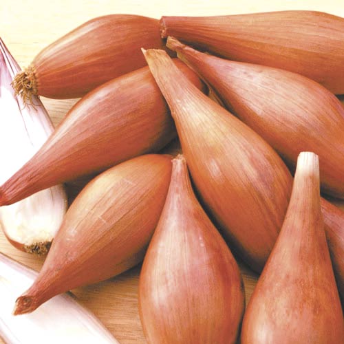 1 szt, Cebula szalotka Zebrune - Nasiona: Ilość w opakowaniu: 3 g