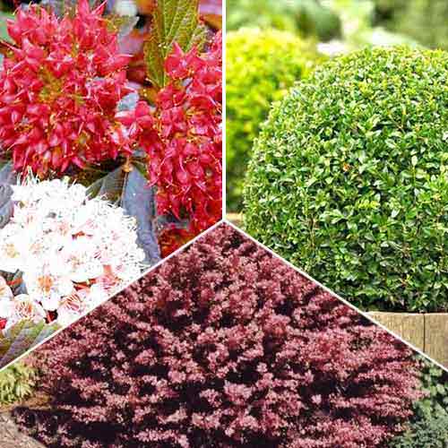 1 szt, Super Oferta! Zestaw "Rośliny okrywowe", 3 sadzonki - Sadzonki: Ilość w opakowaniu: 3 sadz