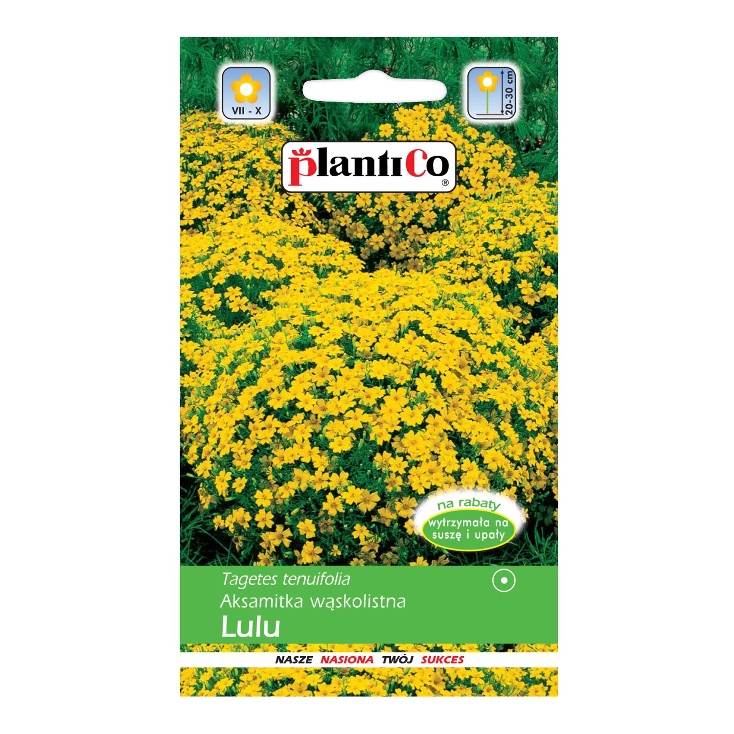 Aksamitka wąskolistna Lulu