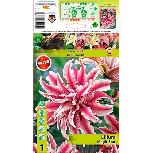 1 cib, Lilie orientální plnokvětá Magic Star - : Monžstvo balíkov: 1 cib