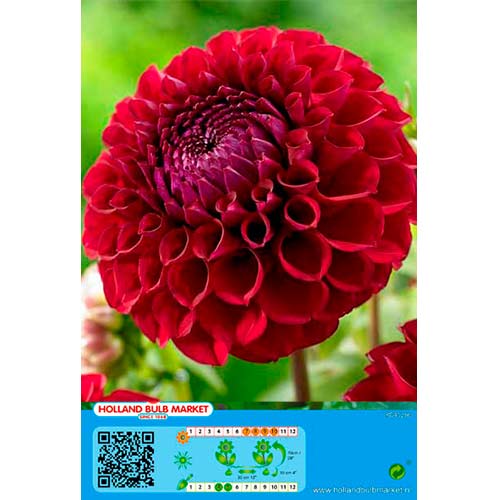1 Stück, Dahlie Dark Spirit - Stauden: Ilość w opakowaniu: 1 Stück
