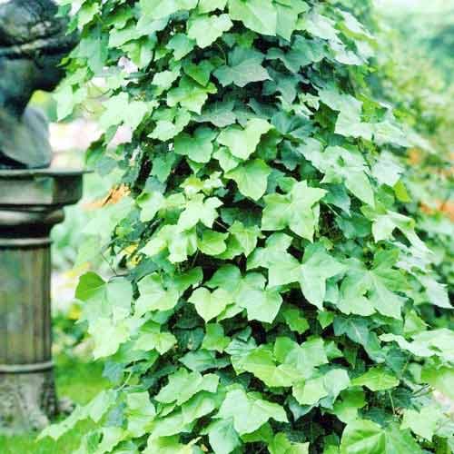 1 Pflanze(n), Irischer Efeu, P9 - Setzlinge: Ilość w opakowaniu: 1 Pflanze(n)