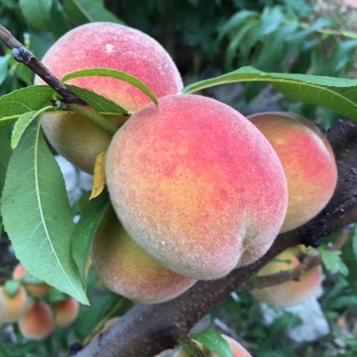 Pêssego Haly Gali - Plântulas: Ilość w opakowaniu: 1 plant