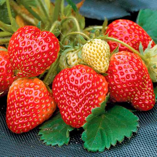 Morango Honeoye - Plântulas: Ilość w opakowaniu: 5 plant