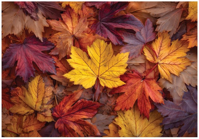 Fototapeta WALLARENA Do Sypialni Salonu Winylowa Liście Jesień Natura Kolorowy 400x280 cm 16354VX8 1 szt.