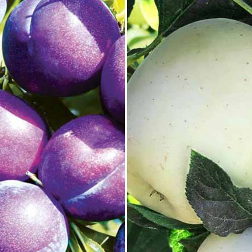 2 sadz, Super oferta! Zestaw Przydomowy sad, 2 sadzonki - Sadzonki: Ilość w opakowaniu: 2 sadz