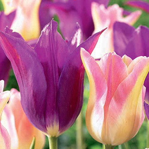 25 szt., Super oferta! Tulipan Triumph wczesny, zestaw 25 cebul - Cebule: Ilość w opakowaniu: 25 szt.