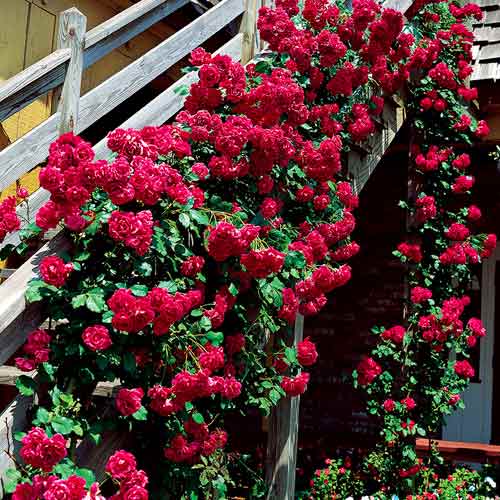 1 saz, Růže pnouca Bordo - : Monžstvo balíkov: 1 saz