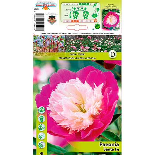 1 cib, Pivoňka Santa Fe - : Monžstvo balíkov: 1 cib