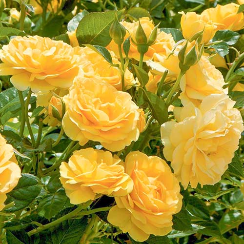 1 saz, Růže floribunda Yellow - : Monžstvo balíkov: 1 saz