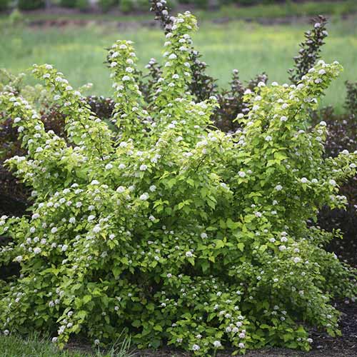 1 Pflanze(n), Blasenspiere Dart's Gold, C3 - Setzlinge: Ilość w opakowaniu: 1 Pflanze(n)