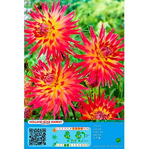 1 Stück, Dahlie Bora Bora - Stauden: Ilość w opakowaniu: 1 Stück