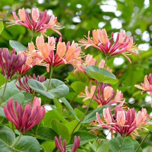 Madreselva American Beauty, P9 - Plántulas: Ilość w opakowaniu: 1 plant