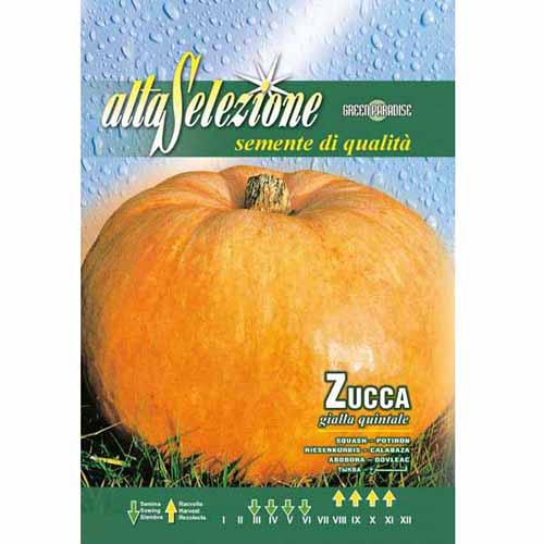 1 szt, Dynia Gialla Quintale Morami - Nasiona: Ilość w opakowaniu: 2.5 g