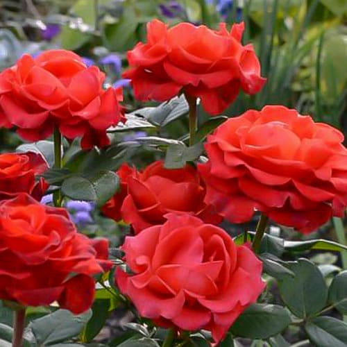 1 sadz, Róża wielkokwiatowa Torro - Sadzonki: Ilość w opakowaniu: 1 sadz