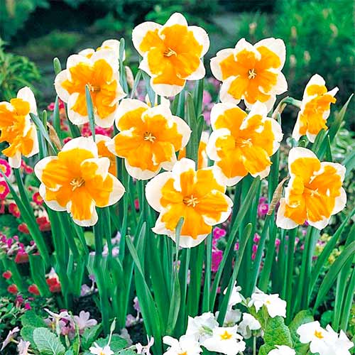 5 szt., Narcyz Orangery - Cebule: Ilość w opakowaniu: 5 szt.