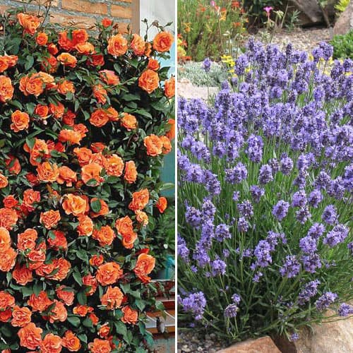 2 sadz, Super oferta! Zestaw Aromatyczna para, róża i lawenda - Sadzonki: Ilość w opakowaniu: 2 sadz