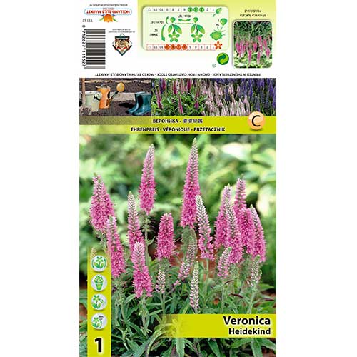 1 Stück, Ehrenpreis Heidekind - Stauden: Ilość w opakowaniu: 1 Stück