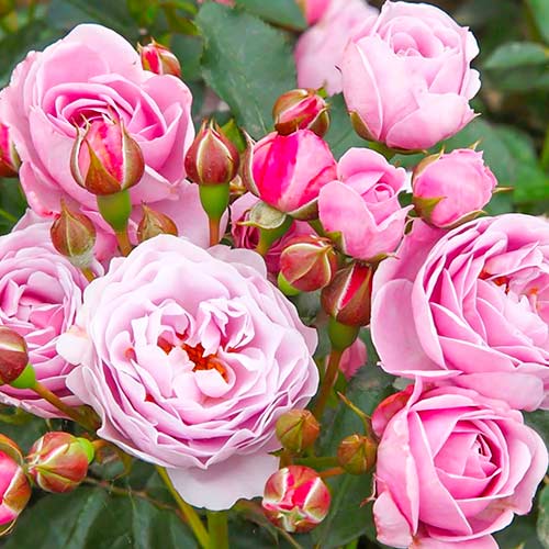 1 szt, Rose Nautica - Setzlinge: Ilość w opakowaniu: 1 szt