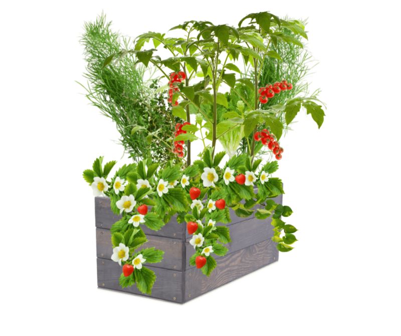 Inspekt warzywny MODO24 grządka szara impregnacja 27x93x30 cm 1 szt.